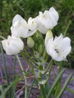 Ornithogalum Arabicum