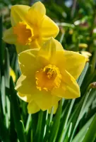 Daffodil Jonquilla Sweetness