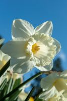 Daffodil Trumpet Mount Hood