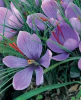 Crocus Sativus (Saffron)
