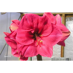 Amaryllis (Forcing)