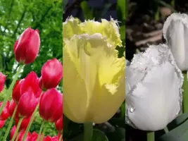 Tulip Fringed Collection (60 bulbs)