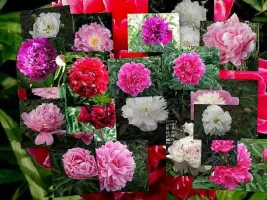 Peony Mixed - Bulk Landscaping