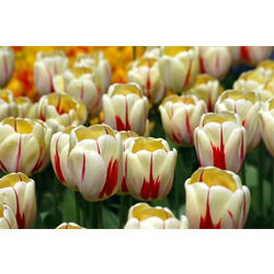 Tulip, Single Late