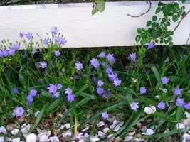 Triteleia Queen Fabiola