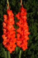 Gladiolus Red