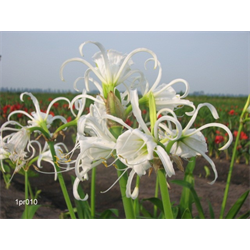 Hymenocallis (Peruvian Daffodil)
