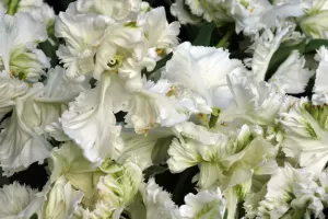 Tulip Parrot White Parrot