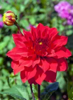 Dahlia Decorative Barbarossa