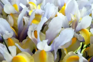 Dutch Iris Symphony