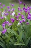 Bletilla Striata