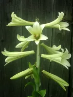 Cardiocrinum Giganteum
