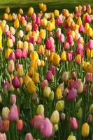 Tulip Single Late Mixture
