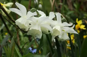 Daffodil Jonquilla Pueblo