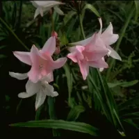 Amarcrinum howardii (Crinadonna)