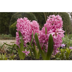 Hyacinth, Dutch