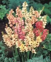 Ixia Mixture