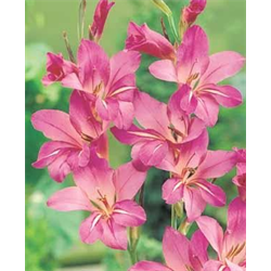 Gladiolus, Species