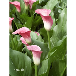 Zantedeschia (Calla Lily)