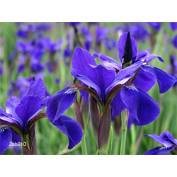 Siberian Iris by Variety