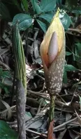 Amorphophallus Bulbifer Long Stem
