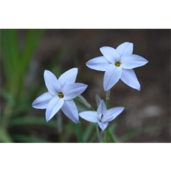 Ipheion (Starflower)