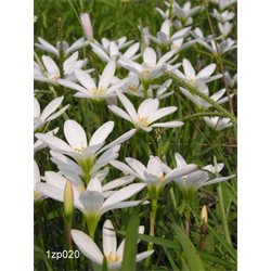 Zephyranthes (Rain Lily)