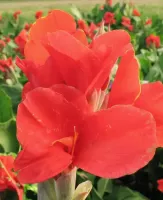 Canna Giant President