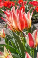 Tulip Greigii Hearts Delight