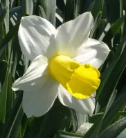 Daffodil Trumpet Holland Sensation