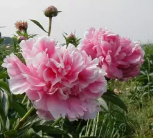 Peony Sarah Bernhardt - Clump