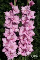 Gladiolus Lavender