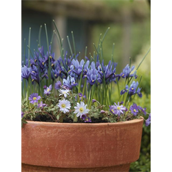 Iris, Dwarf reticulated