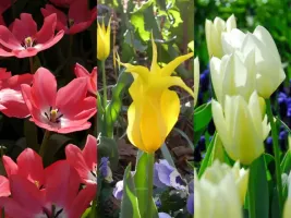 Tulip Lily-flowered Collection (60 bulbs)