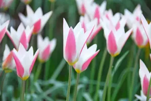 Tulip Species - Lady Jane