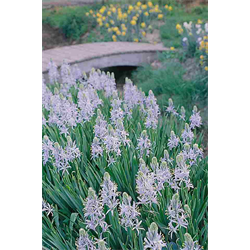 Camassia (Indian Hyacinth)
