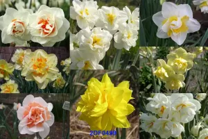 Daffodil Double Mixture