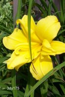 Daylily Double Charm