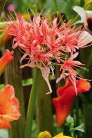 Haemanthus (Scadoxus) Multiflorus