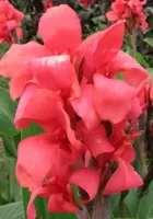 Canna Giant Ms. Oklahoma
