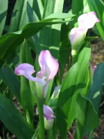 Zantedeschia Pink