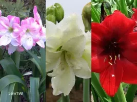 Amaryllis Garden Collection (6 bulbs)