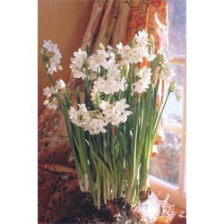 Narcissus (Paperwhite)