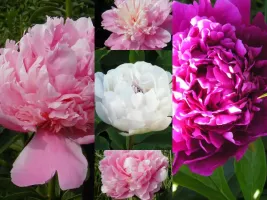 Peony Collection (5 plants)