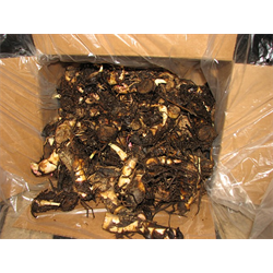 Canna - Bulk Landscaping Specials