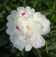 Peony White - Bulk Landscaping