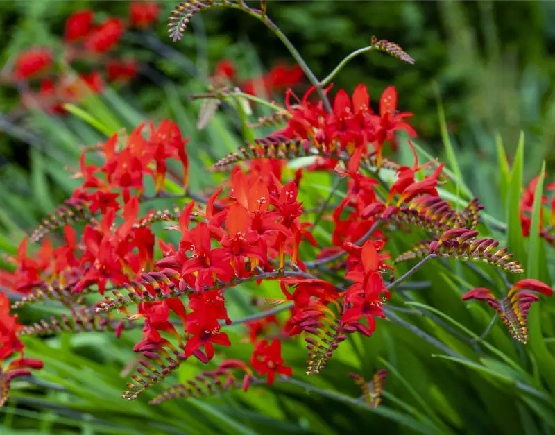 asparagus sprengeri plant Sprengeri Asparagus Fern Seeds Fuzzy Fern 25 Seeds