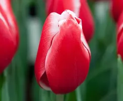 Tulip Triumph Kung Fu (Lucky Strike)