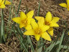 Tulip Species batalinii - Bright Gem