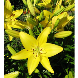 Lilium, Hybrid